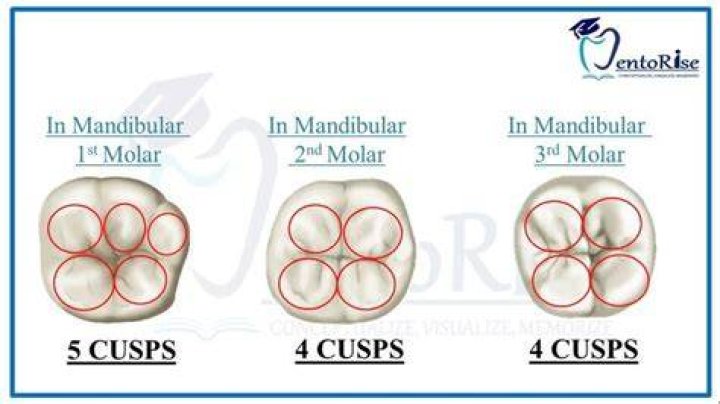How do cusps work?
