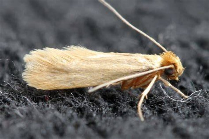 How do i get rid of tineola bisselliella?