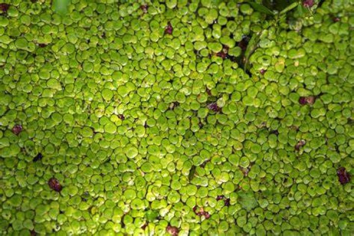 How does duckweed spread?