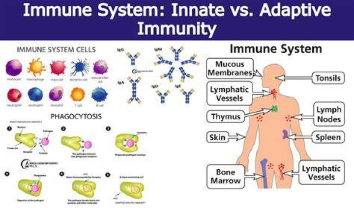 How innate and adaptive immunity work together?