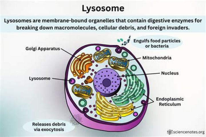 How lysosomes work with other organelles?