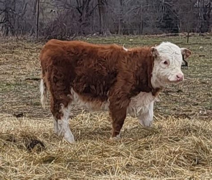 How much do miniature herefords cost?
