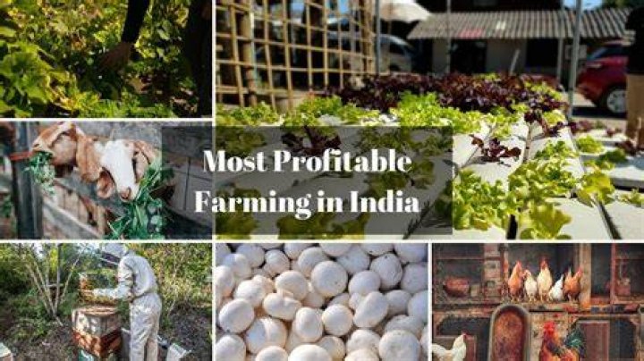 How profitable is crop farming?