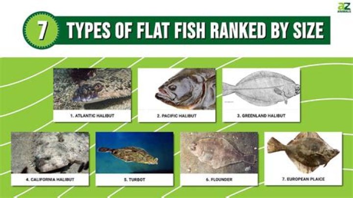 How to identify flatfishes?