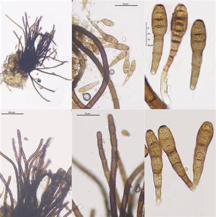 How to treat helminthosporium?