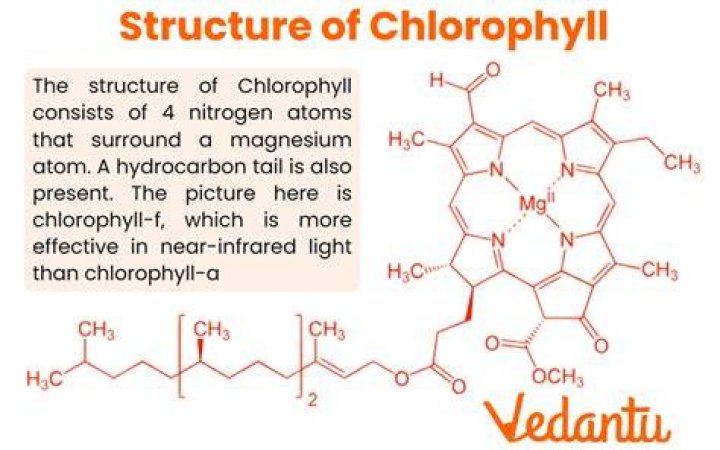 In chlorophyll central atom?