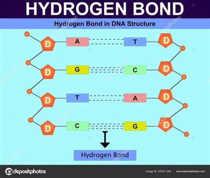 In dna hydrogen bonds are?