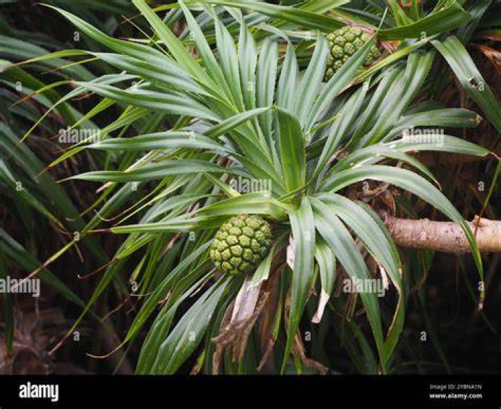 In pandanus screw pine?