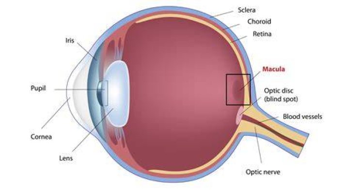 In the center of the macula?