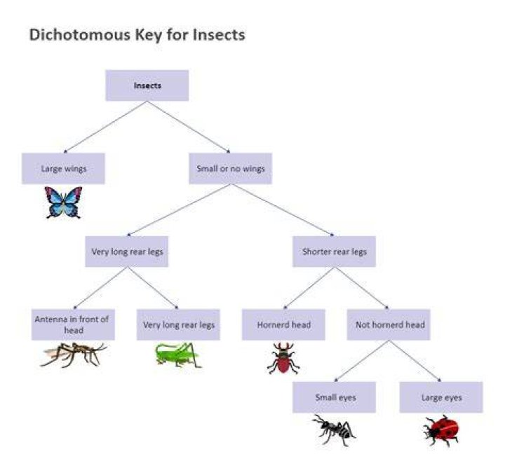 Insects in a dichotomous key?