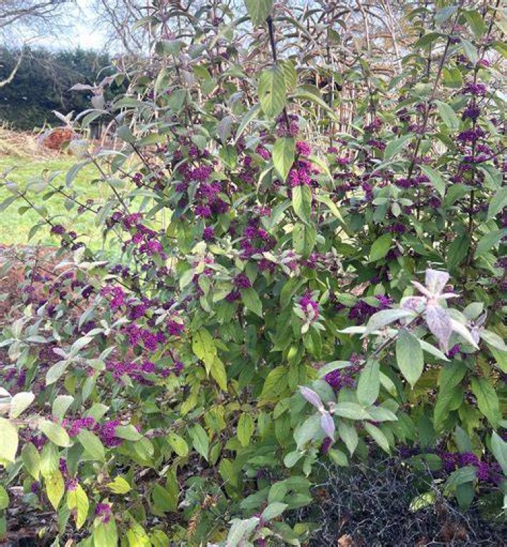 Is callicarpa poisonous to dogs?
