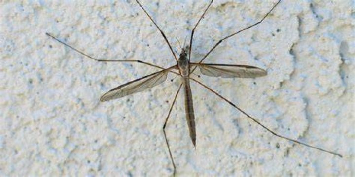 Is crane fly dangerous?
