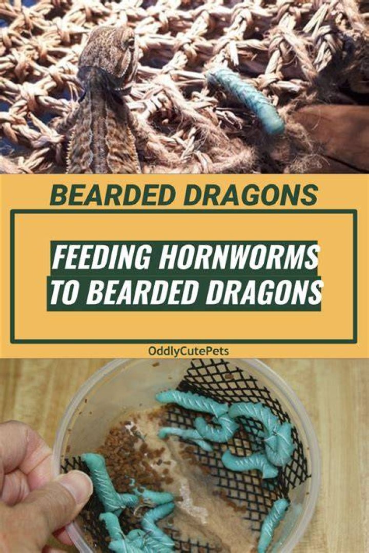 Is hornworms safe for bearded dragons?