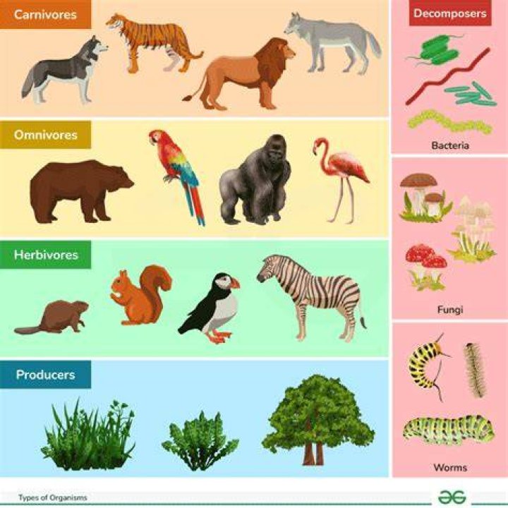 Is organisms a species?