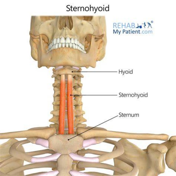 Is sternohyoid a muscle?