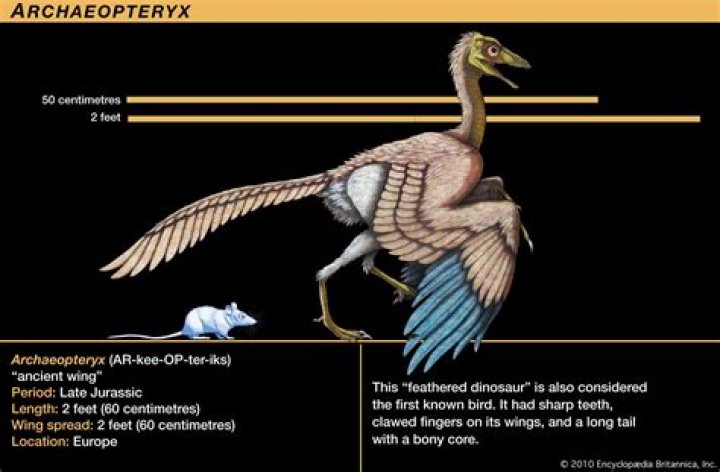 Is the archaeopteryx extinct?