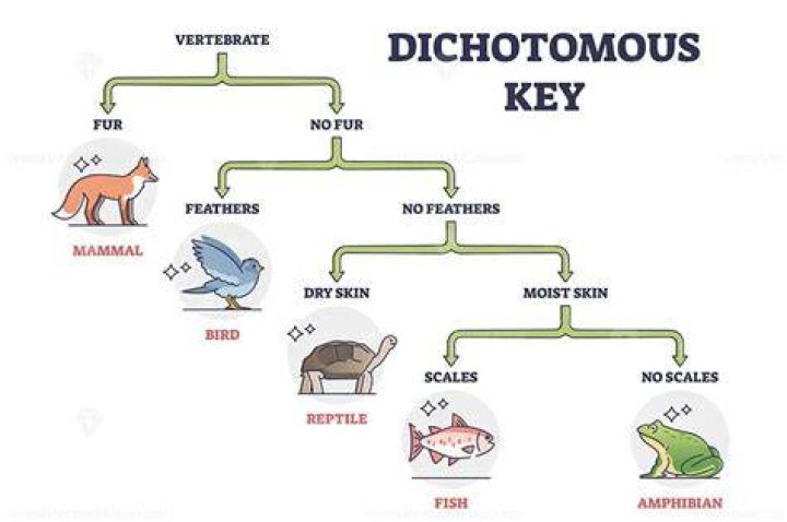 Was does dichotomous mean?