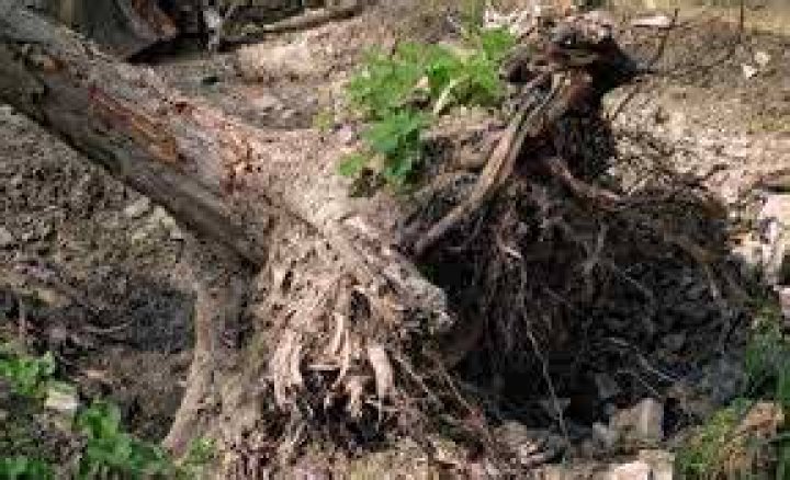 Was does uproot mean?