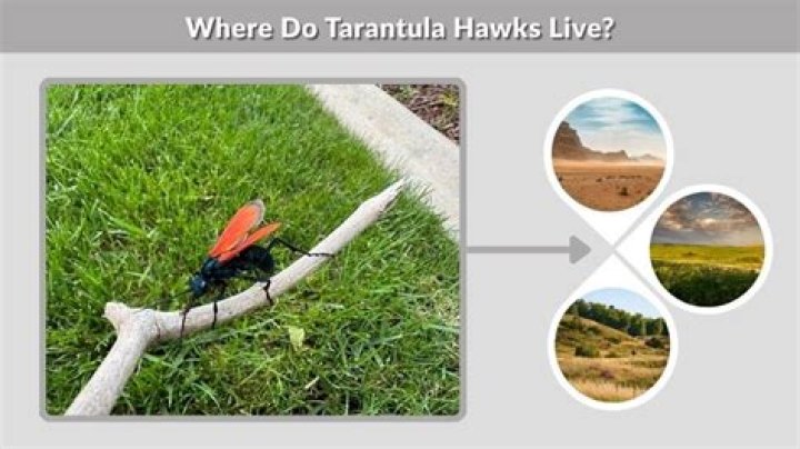Were do tarantula hawks live?
