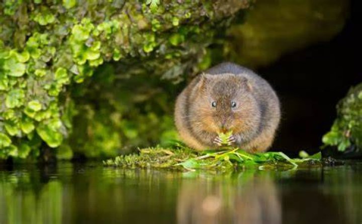 Were do voles live?