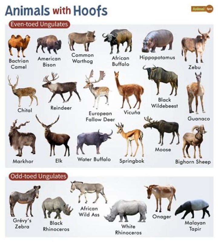 What animals have cloven hooves?