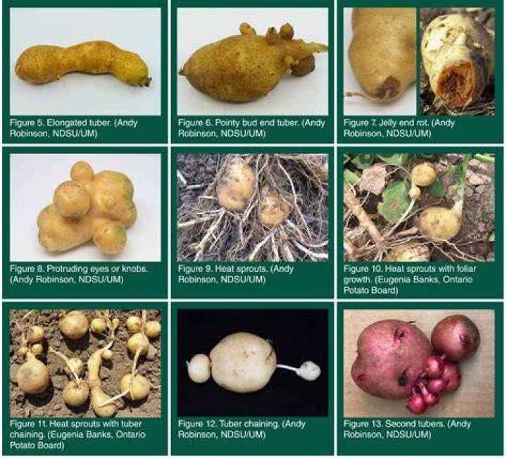 What are tubers in potatoes?