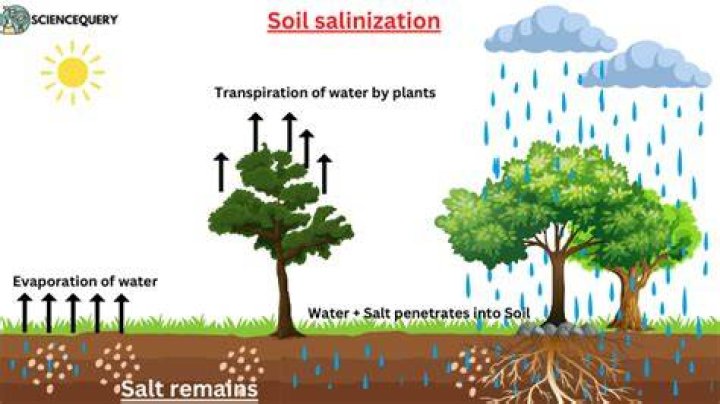 What causes soil salinization?
