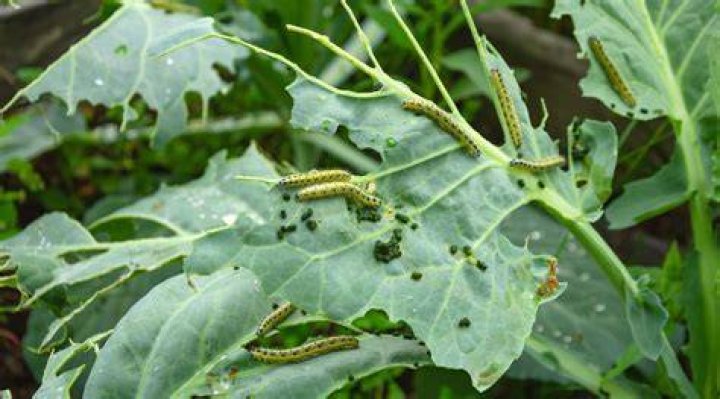 What do cabbage worm caterpillars eat?
