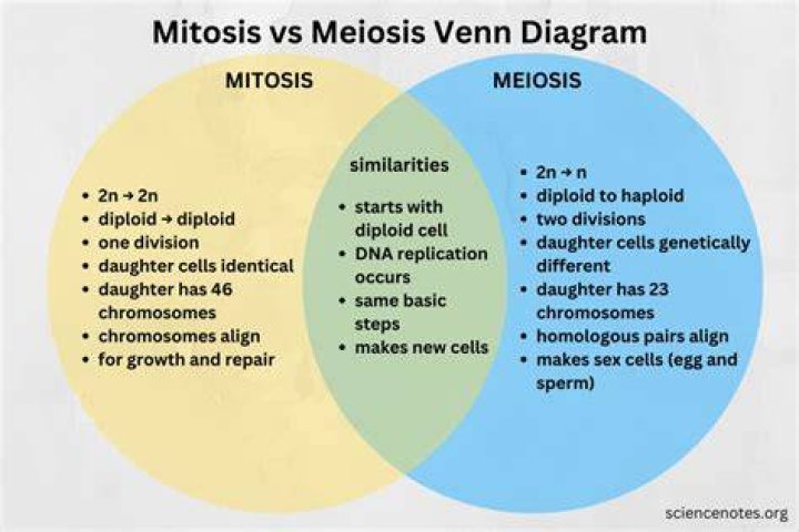 What do you mean by amitosis?