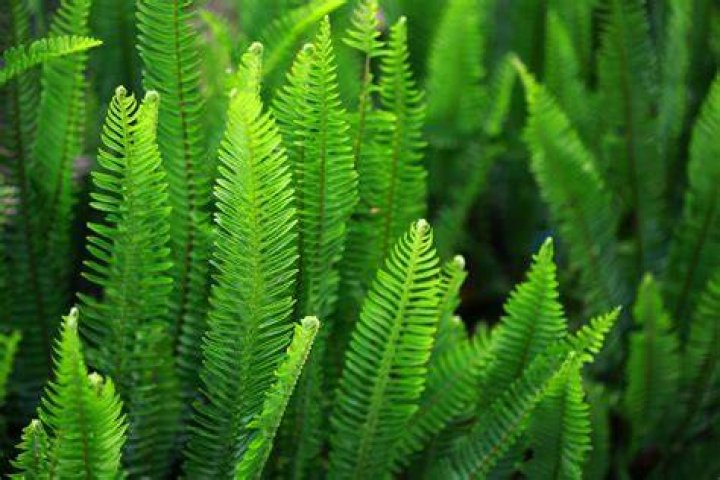 What does autophytic plant mean?