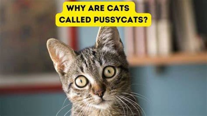 What does it mean to be called a paesan?