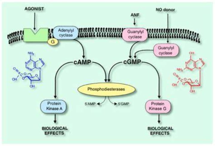 What does phosphodiesterase do?
