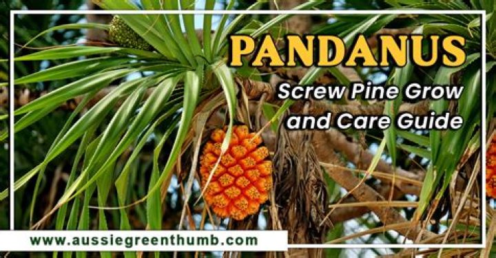 What does the screw pine do?