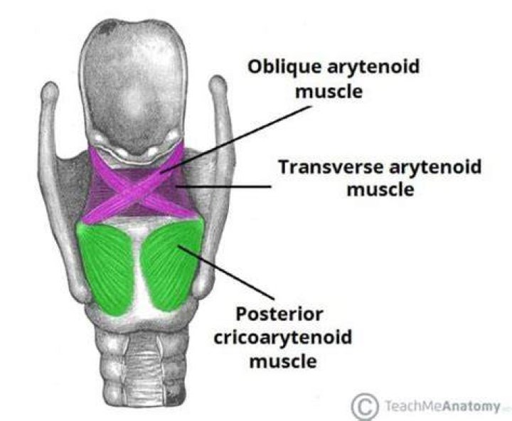 What does thyroarytenoid mean?