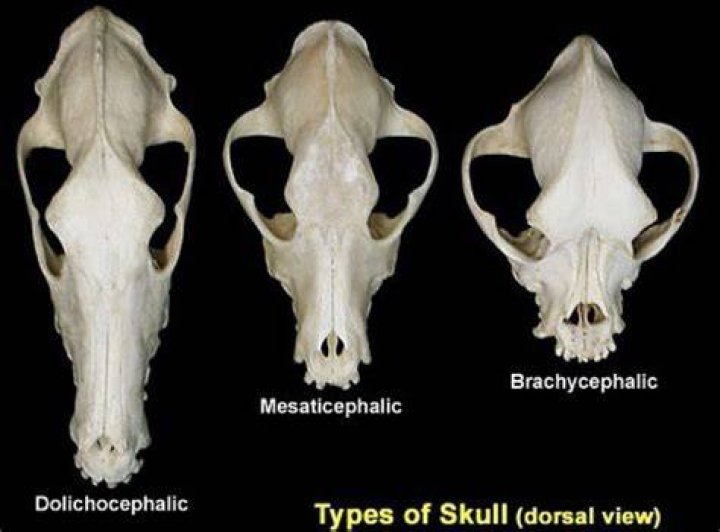 What is a mesaticephalic skull?