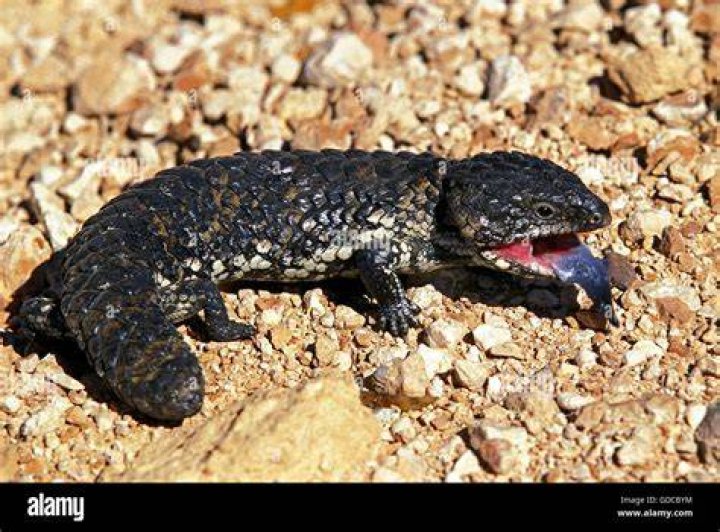 What is a stump-tailed skink?