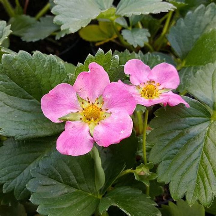 What is fragaria hybrid?