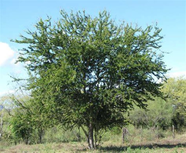 What is guamuchil tree?