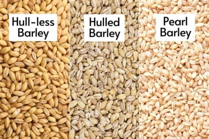 What is hull less barley?