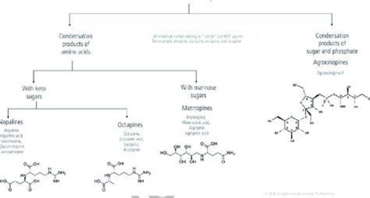 What is opines in biology?