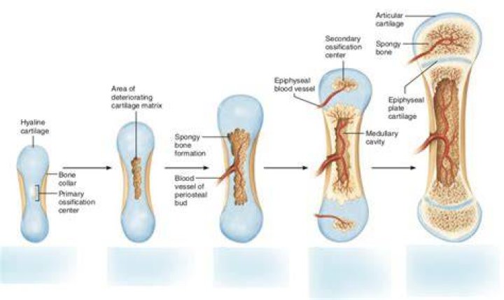 What is periosteal bone?