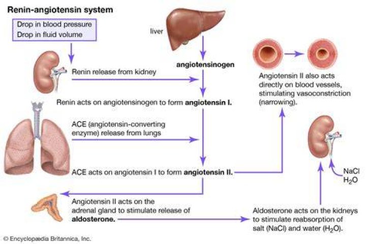 What is renin-angiotensin system?