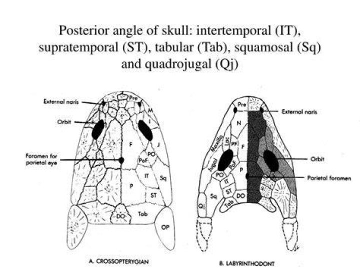 What is supratemporal bone?