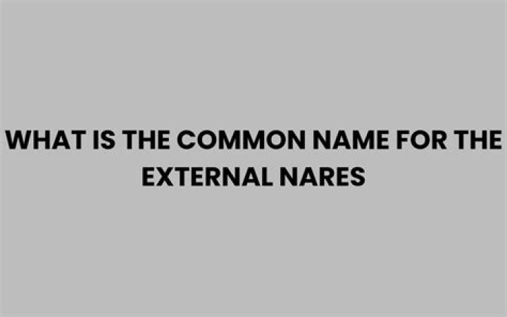 What is the common name for the external nares?
