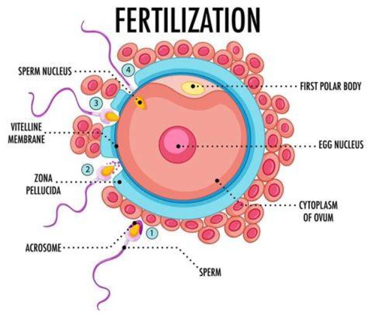 What is the name of the ovulated structure prior to fertilization?