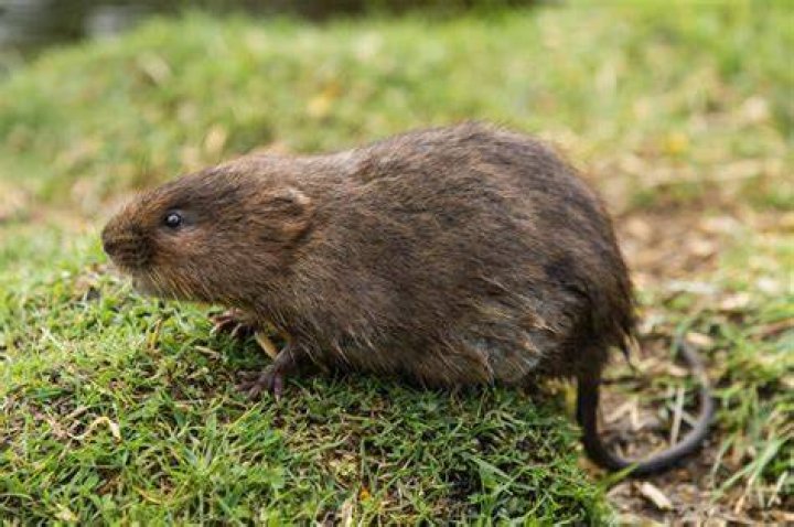 What voles can do?