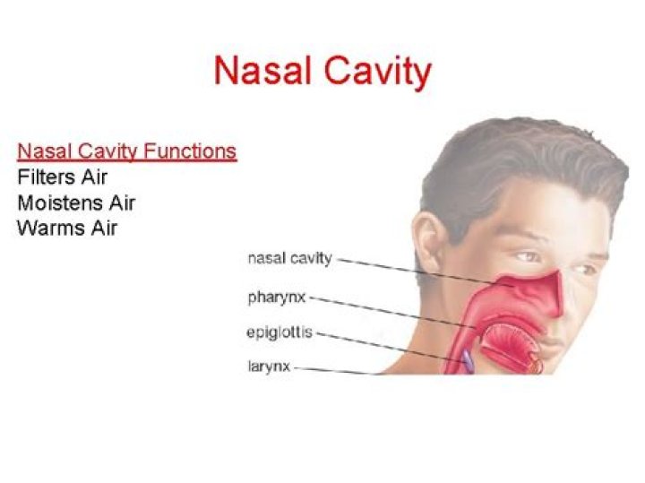 What warms and moistens air in nasal cavity?
