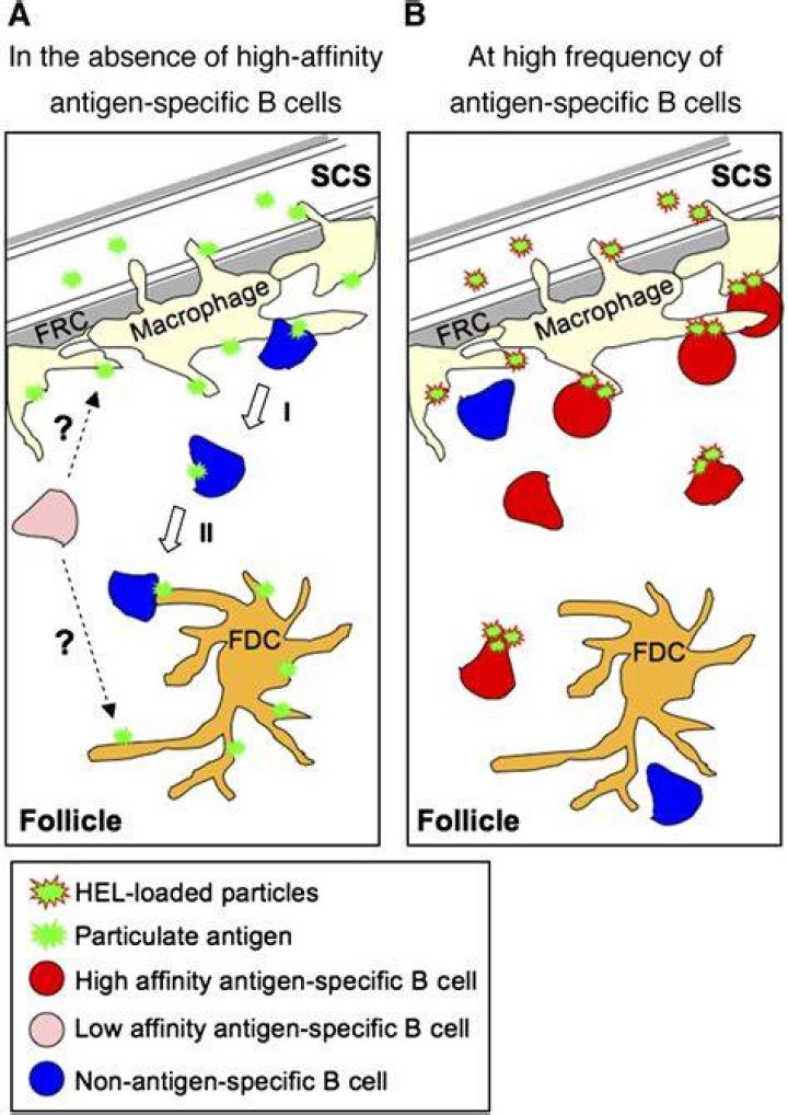 Whats a particulate antigen?