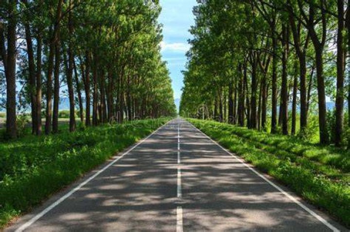 Whats a tree lined road called?