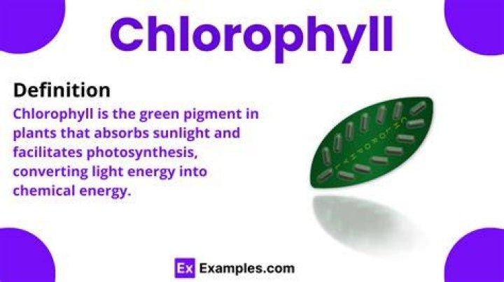 Whats chlorophyll used for?